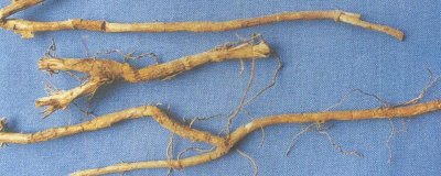 北豆根几年可以收获，一般3-4年的时间就可以收获了