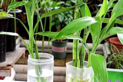 隔几天对富贵竹换一次水，未生根前每隔2-3天换水一次