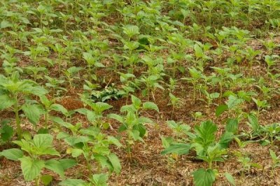 芝麻苗期的管理方法，要做好间苗定苗工作