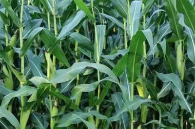 天育108玉米种的特征特性，从出苗至成熟需要126天