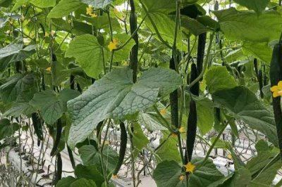 让黄瓜连续结瓜的方法,首先保证蔓子长势必须要健壮