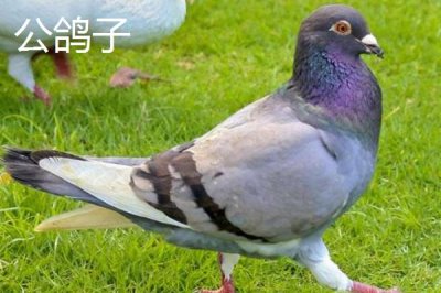 鸽子怎么分公母,常用这4种方法