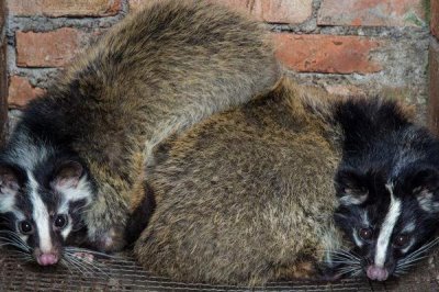 养殖果子狸的前景，在国内处于起步阶段市场需求正日益增长