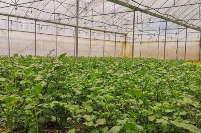 怎么解决冬季蔬菜大棚滴水,选择优质无滴膜