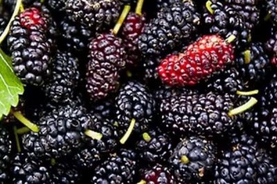 桑葚如何保存保鲜,干制后保存时间最长