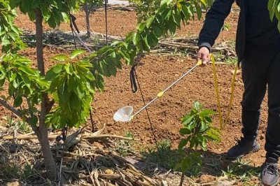 磷酸二氢钾叶面肥的使用方式,一般使用叶面喷施的方式