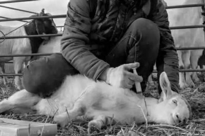 刚产下的羊羔要打哪些疫苗,包括大肠杆菌病灭活疫苗、口蹄疫疫苗等种类