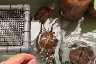 小乌龟如何养，不要让它时时刻刻泡在水里