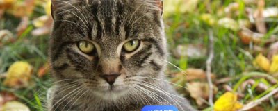 猫咪眼睛发炎的症状,会出现流眼泪的情况