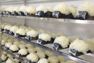 绿霉菌的出现原因，可能是培养料受潮、菌种质量不佳等因素造成