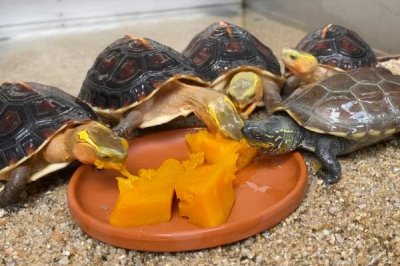 草龟怎么养,要确保水质干净清爽