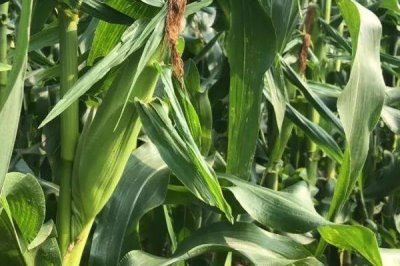 路单47号玉米品种的特性，可及时用乐果喷雾防治