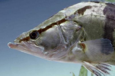 桂鱼是淡水鱼还是海水鱼，属于淡水鱼