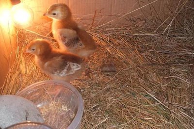 养小鸡怎么养，破壳二十四小时内喂食开水