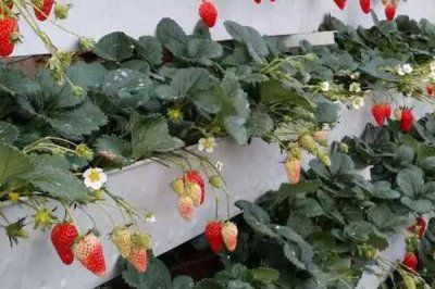 草莓无土栽培技术,栽培槽有下挖式栽培槽和高畦栽培槽两种