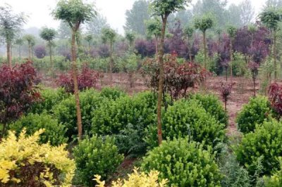 2025年乡村火爆生意预计，快递代理具有一定前景