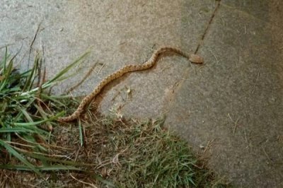 五步蛇毒性有多大,毒性大于眼镜蛇