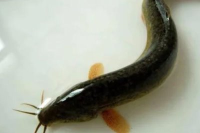 泥鳅的种类,常见的有真泥鳅、大鳞副泥鳅、中华泥鳅等