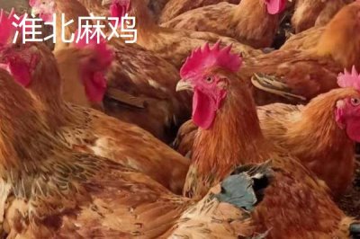 安徽省萧县的特产,高滩萝卜久负盛名