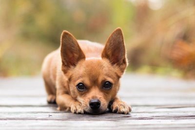 狗狗什么时候配种,第二次发情期开始配种