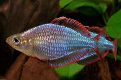 洛氏唇银汉鱼好不好养,饲养难度较大