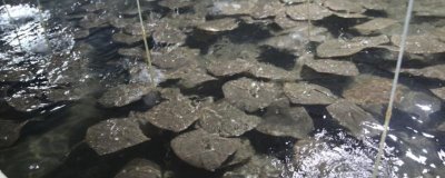 农村养多宝鱼是否赚钱,每种养殖方式的效益都不同