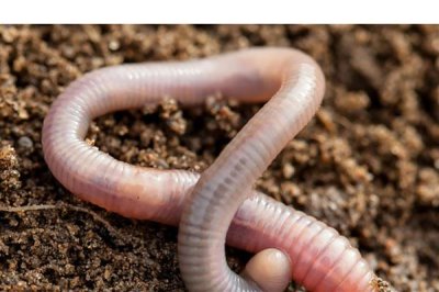 4cm的锦鲤一个月能长多大,可以长大2-6厘米