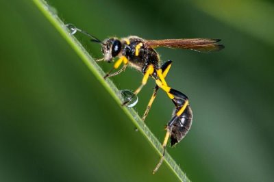 细腰蜂出现在家中如何处理,安全受到威胁时要立即驱赶