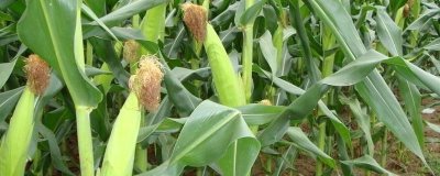 郑泰101玉米种子简介，适宜密度4500株/亩