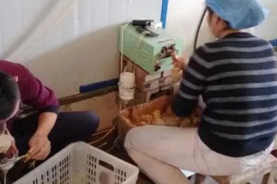 雏鸡断喙的方法，在刚出壳或一周后进行