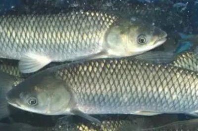 为什么青鱼比草鱼贵,青鱼养殖周期长且数量少