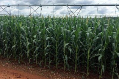 点谷641玉米品种简介,中抗穗腐病