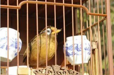 如何用小鸡料喂画眉，与玉米粉、黄豆粉等饲料混匀饲喂