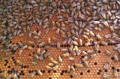 意蜂怎样组织双王群,先混淆两群蜂的群味后再组成双王群