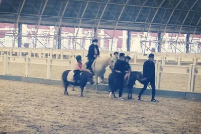 怎么养马,幼驹每天要饲喂3-4次