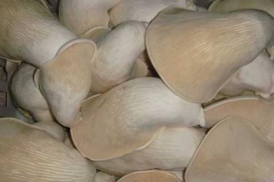 河北平山县的特产,有平山白灵菇、平山姬菇等