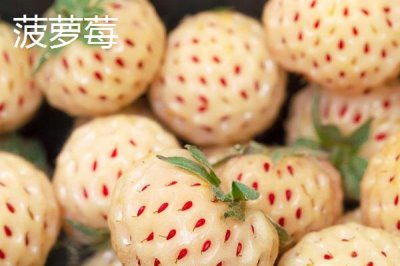 白草莓和菠萝莓有什么区别,产量低的价格自然贵