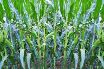 先达7038玉米种子简介,适宜播期为4月下旬至5月上旬