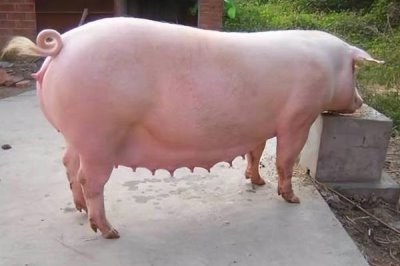 母猪产后不吃食怎么办，根据实际情况采取对应措施