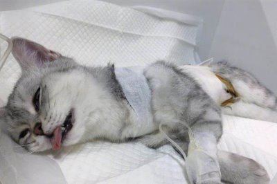 猫咪慢性肝炎是什么,是肝脏长期发炎的形成的一种病症
