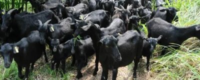 黑山羊怎么养殖,需挑选具有较抗病和适应能力的品种