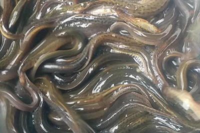 怎么钓甲鱼,对鱼竿要求不高