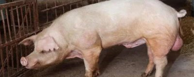 公猪和母猪的配种要点,授精后注意母猪的发情周期