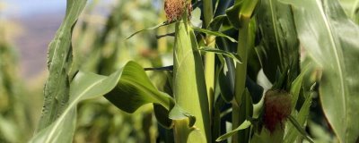 龙生319玉米品种简介，适宜播期6月上中旬