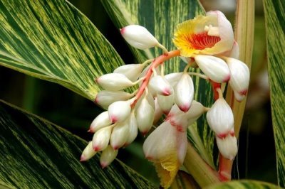 豆蔻的种植方法,可播种育苗也可分株育苗