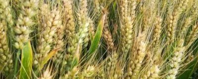 小麦授粉期能不能浇水,授粉期不可浇水