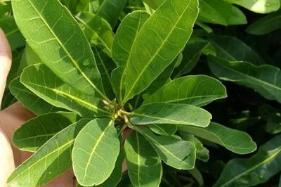 杨梅苗的价格,价格在4-300元一棵不等