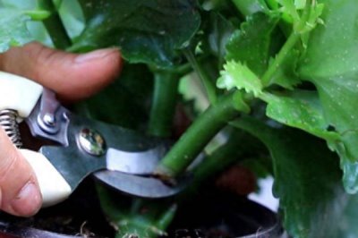 新苗长寿花的修剪方法，株高达到4-6厘米时摘除顶部的幼芽