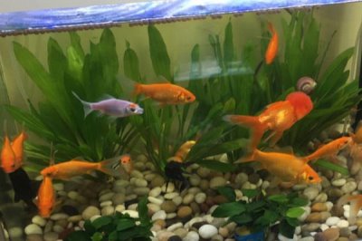 鱼缸50升水放多少盐,用盐不能超过150克