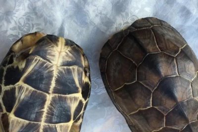 龟甲是乌龟的壳吗,是龟科动物乌龟的背甲及腹甲